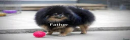Pomeranian dogs for sale: Pom girl from 5⭐ licensed breeder - Advert 15