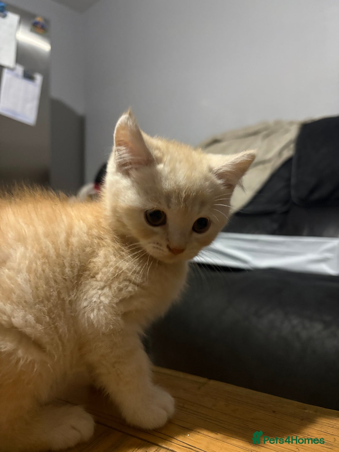 Persian cats for sale: Persians kittens  - Advert 10