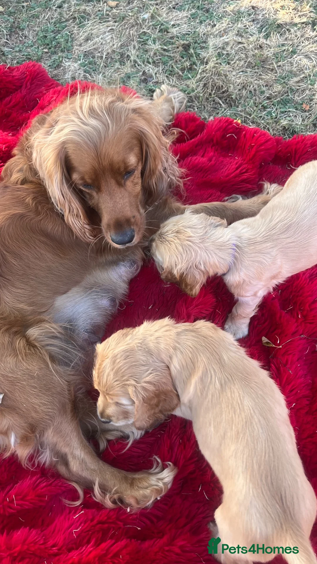 Cocker Spaniel dogs for sale: cocker spaniel - Advert 1