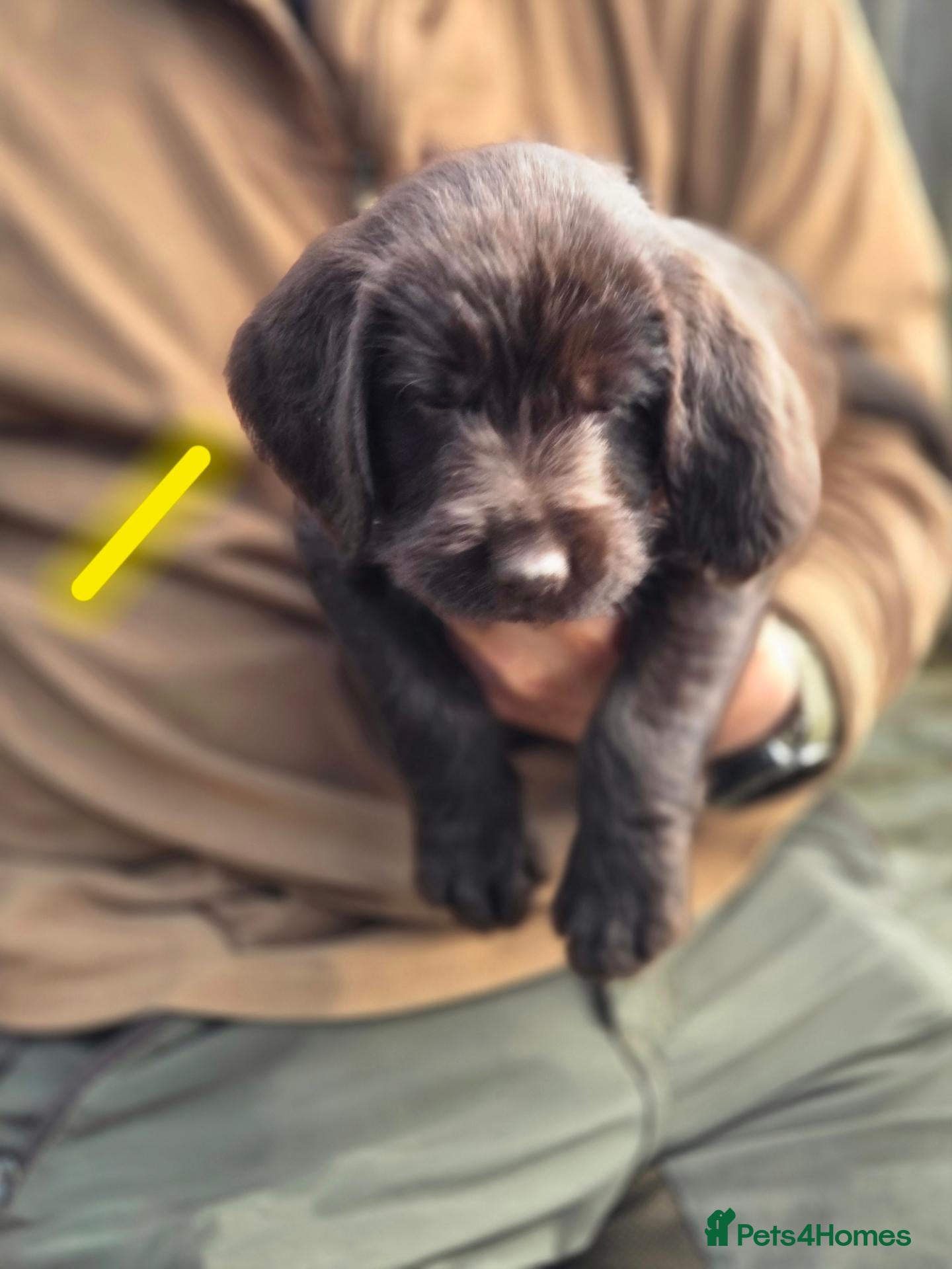 Mixed Breed dogs GWP x Labs - Advert 2