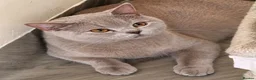 British Shorthair cats for sale: 🐾 Beautiful Lilac British Shorthair C – Jessie 🐾 - Advert 2