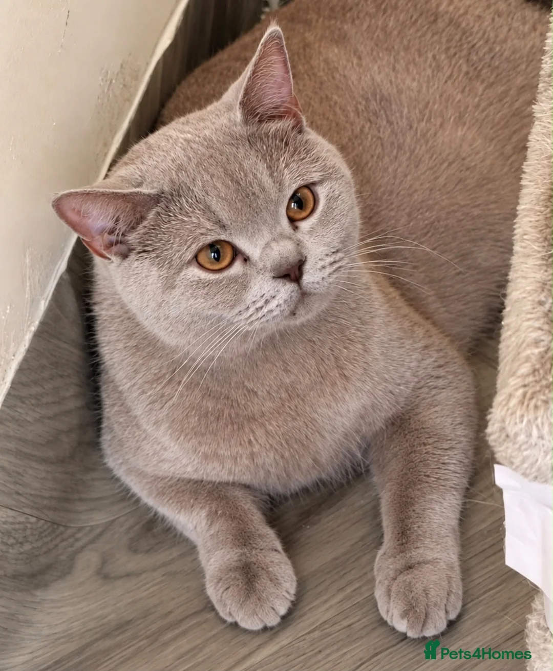 British Shorthair cats for sale: 🐾 Beautiful Lilac British Shorthair C – Jessie 🐾 - Advert 2