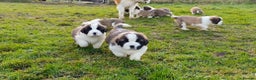 Saint Bernard dogs for sale: Exceptional litter of fabulous quality Saints  - Advert 4