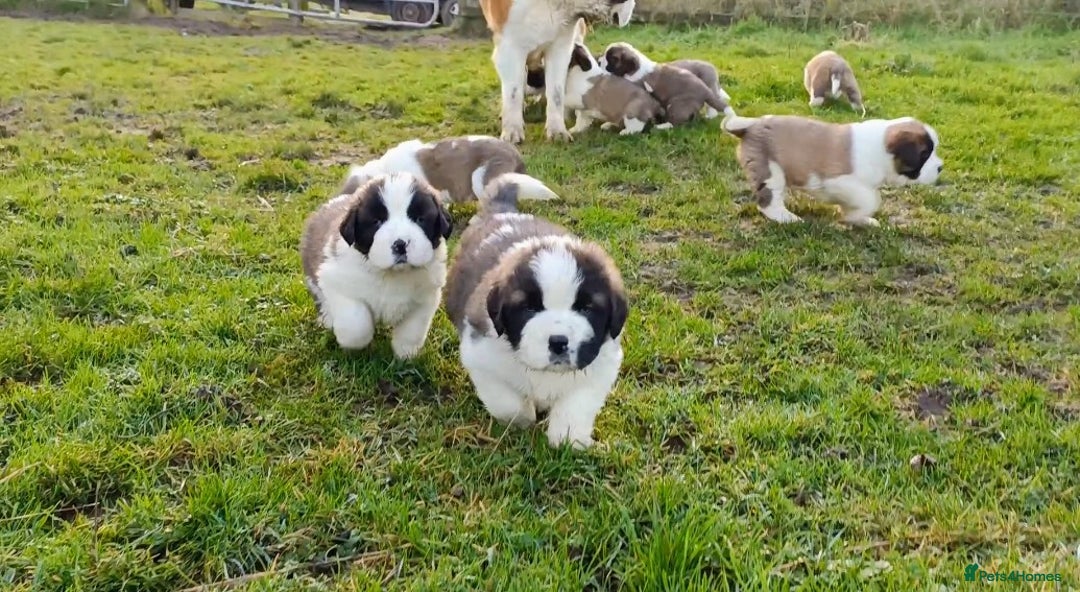 Saint Bernard dogs for sale: Exceptional litter of fabulous quality Saints  - Advert 4