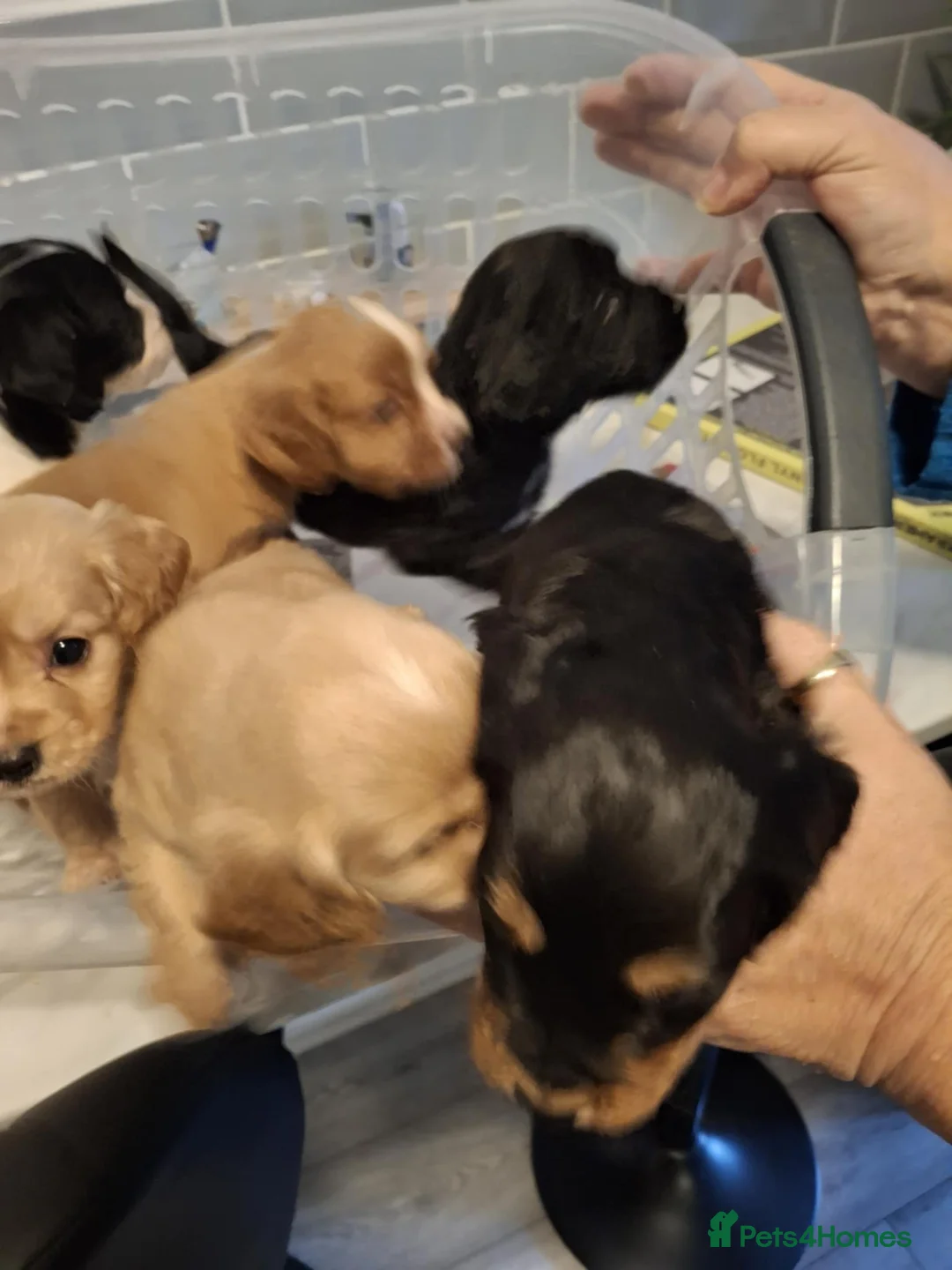 Cocker Spaniel dogs for sale: Girl and Boys cocker spaniels - Advert 12
