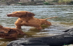 Hungarian Vizsla dogs for sale: Stunning KC Hungarian Vizsla Puppies  - Image 11