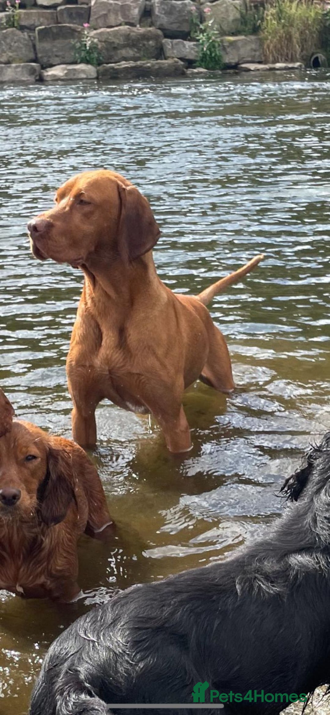 Hungarian Vizsla dogs for sale: Stunning KC Hungarian Vizsla Puppies  - Image 11