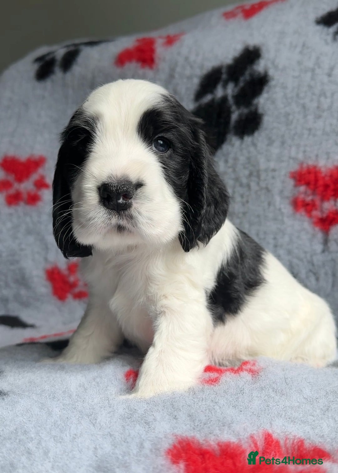 Cocker Spaniel dogs for sale: Show Cocker Puppies (KC Reg, AMS, PRA & FN CLEAR) - Image 30