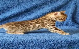 Bengal cats for sale: STUNNING GLITTER PELTED TICA REG BENGAL KITTENS - Image 12