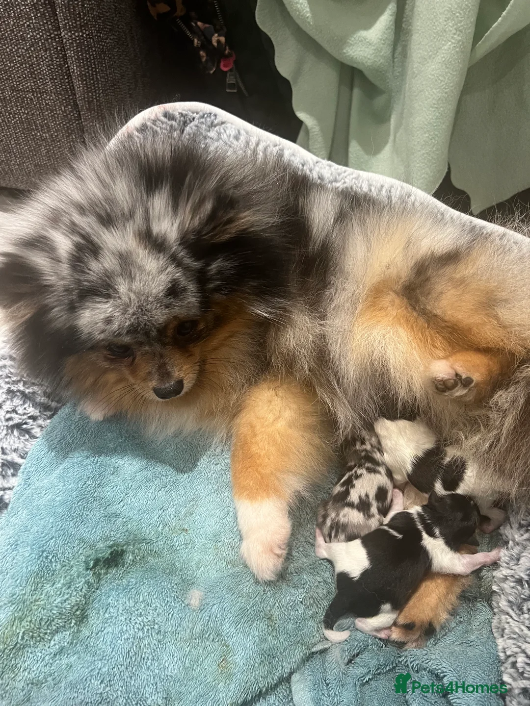 Pomeranian dogs for sale: STUNNING ONE OF A KIND ADULT POM  - Advert 3