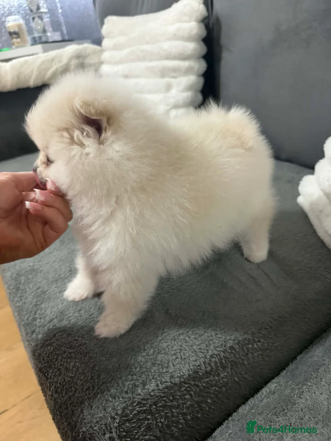 Pomeranian dogs for sale: White Pomeranian girl puppy - Advert 9