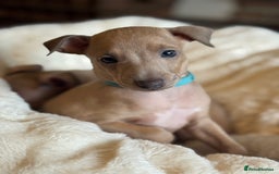 Italian Greyhound dogs for sale: Italian Greyhound Puppies  - Image 2