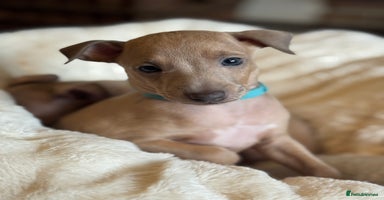 Italian Greyhound dogs - Advert 2