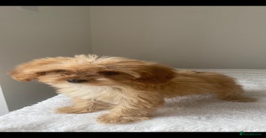 Cavapoo dogs - Advert 17