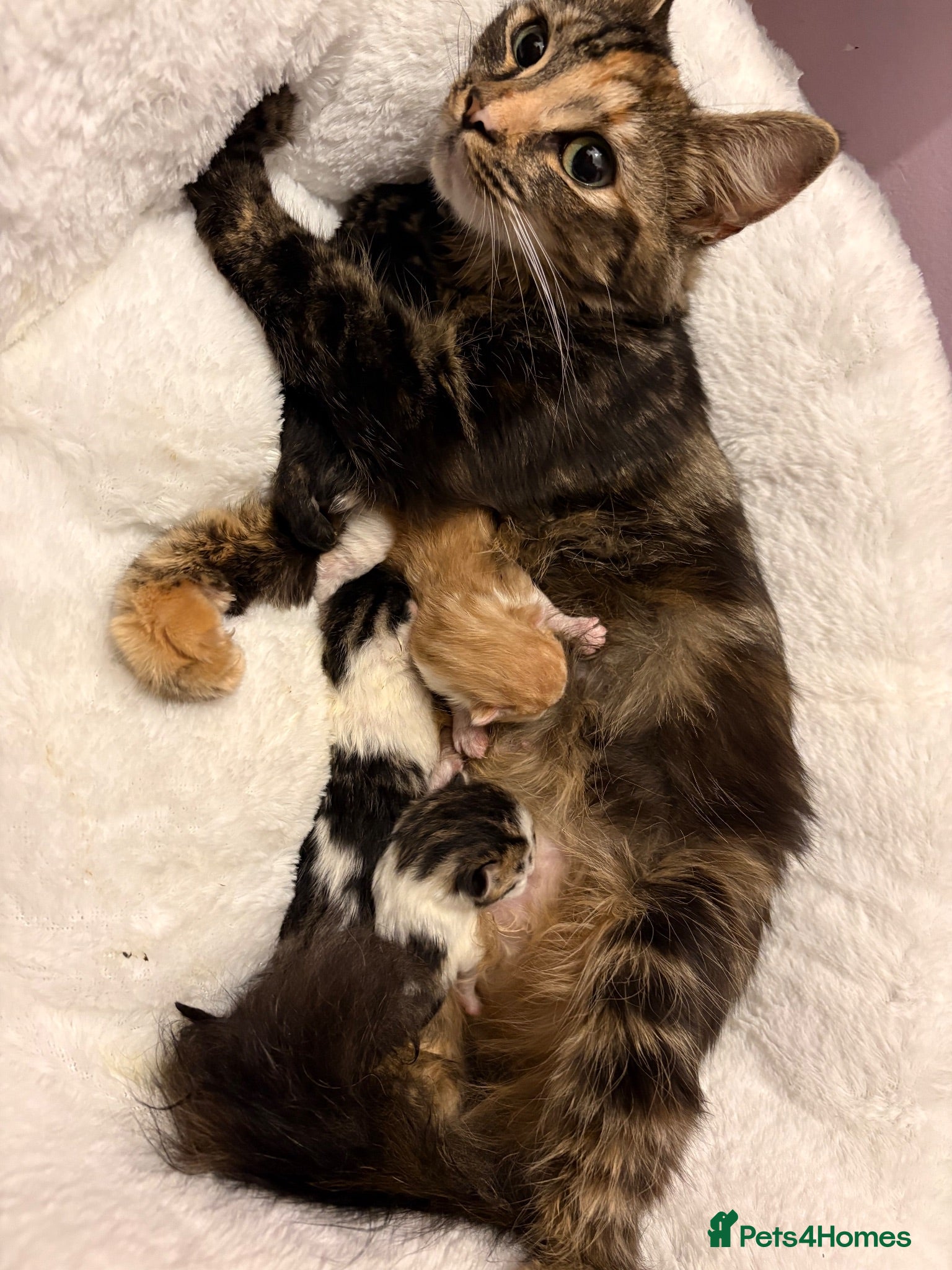 Mixed Breed cats Beautiful kittens of Duchess  - Advert 8