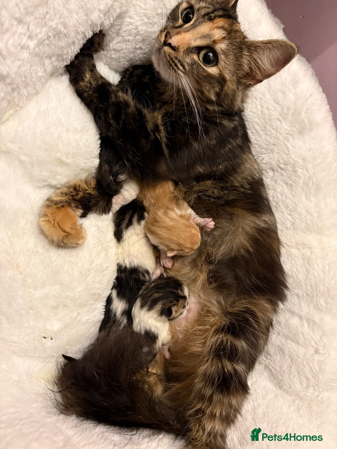 Mixed Breed cats for sale: Beautiful kittens of Duchess  in Worcester - Advert 1