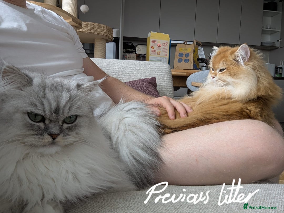 Persian cats for sale: Beautiful Quality Persian Chinchilla Kittens in London - Image 20