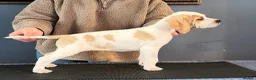 Pointer dogs for sale: Stunning Pedigree Pointer pups-will steal hearts - Advert 27