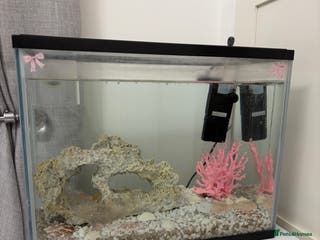 Goldfish fish Goldfish and Tank - Advert 16