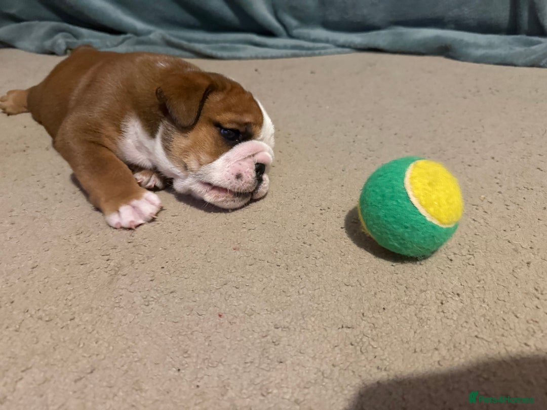 English Bulldog dogs for sale: 2 Beautiful Red & White English Bulldogs - Image 9