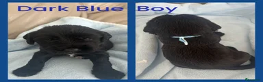 Mixed Breed Puppy 1