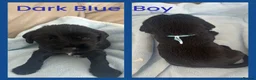 Mixed Breed dogs for sale: 🐾 Beautiful Poodle Cross Puppies 🐾 - Advert 7