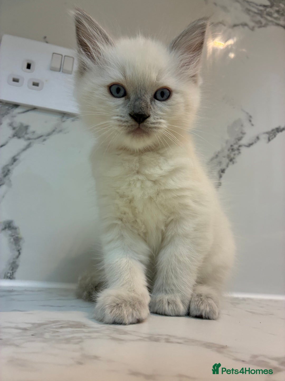 Ragdoll cats for sale: 🐾 1 Ragdoll Kitten (F) Left! - Parents GCCF 🐾 - Advert 34