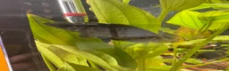 Gouramis fish for sale: Leopard bush fish for new home in Doncaster - Advert 6