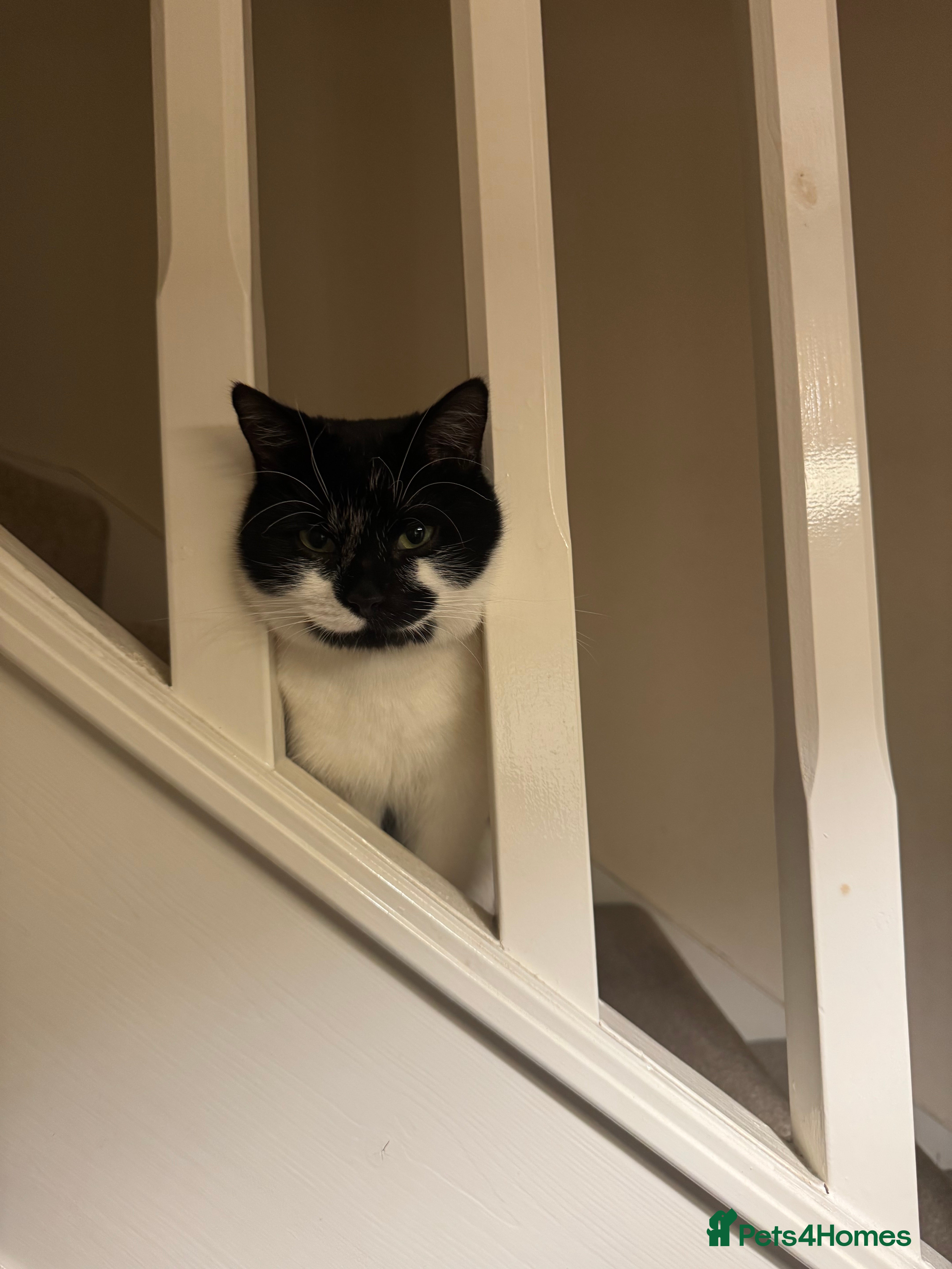 Domestic Shorthair cats Shadow - Advert 1