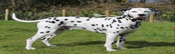 Dalmatian dogs for stud: WINNER AT CRUFTS 2020 PROVEN AND HEALTH TESTED in Aberdare - Advert 1