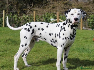 Dalmatian dogs in Aberdare - Advert 1