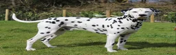 Dalmatian dogs for stud: WINNER AT CRUFTS 2020 PROVEN AND HEALTH TESTED in Aberdare - Advert 1