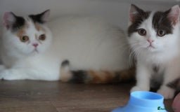 British Shorthair cats for sale: Health tested and registered Chocolate BSH - Image 16
