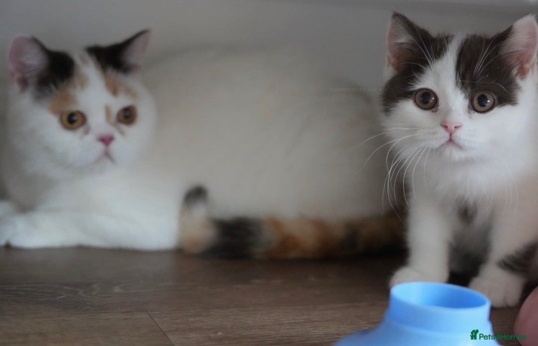 British Shorthair cats for sale: Health tested and registered Chocolate BSH - Image 16