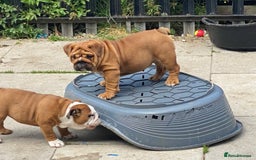 English Bulldog dogs for stud: Red Bulldog Stud - Image 26
