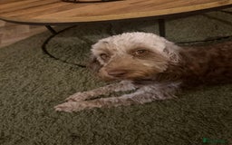 Cockapoo dogs for sale: Cockapoos  - Image 6