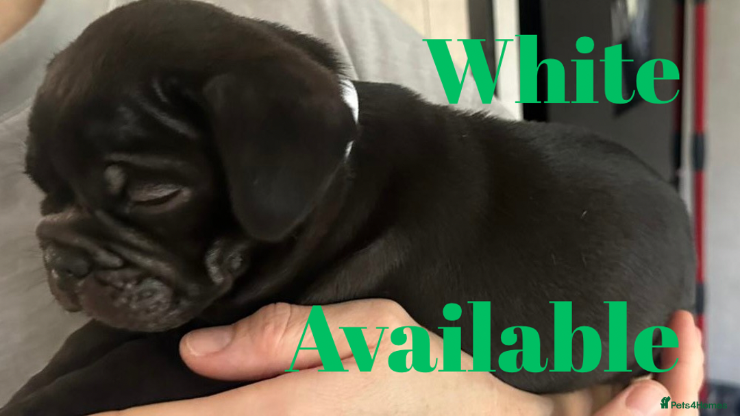French Bulldog dogs for sale: FRENCH BULLDOG PUPPIES , THOROUGHBRED  - Image 9