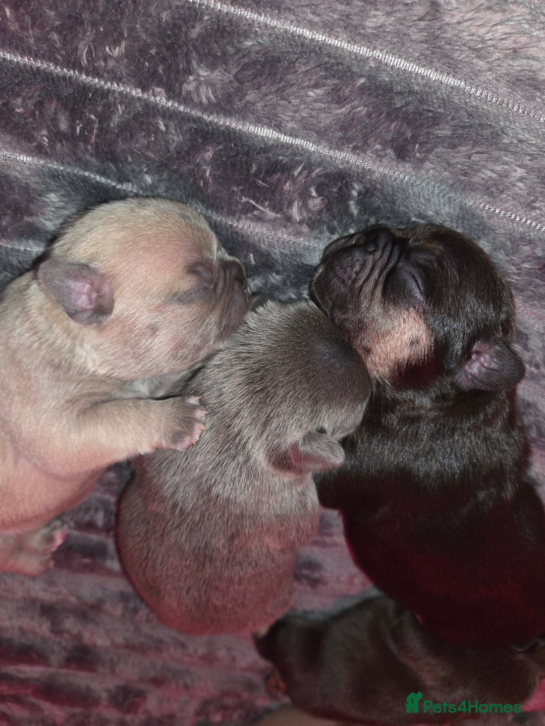 French Bulldog dogs for sale: 5 beautiful male french bulldog puppies  - Image 13