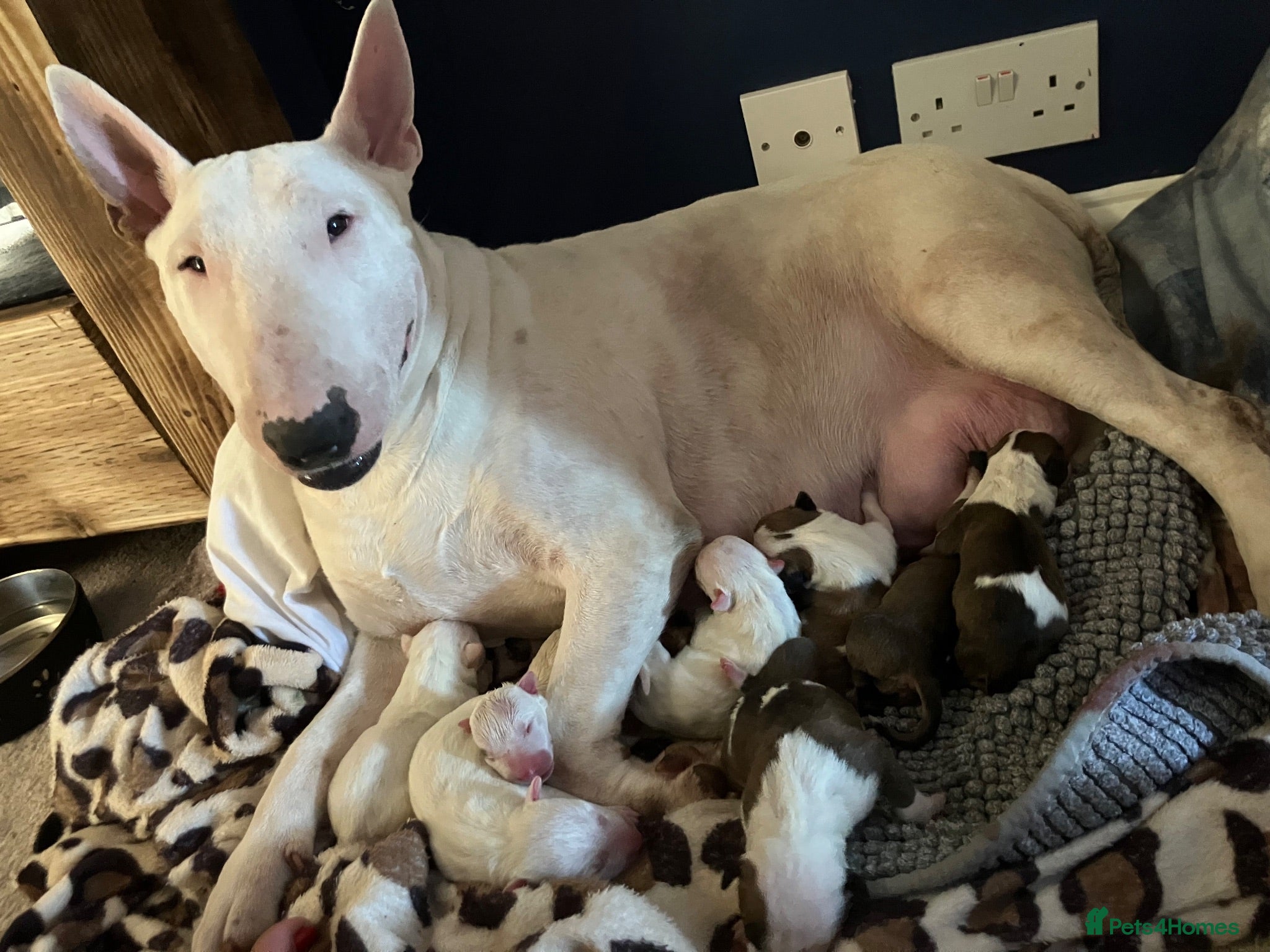 English Bull Terrier dogs 6 x kc registered English Bull Terriers  - Advert 1