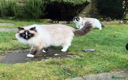 Ragdoll cats for sale: Ragdoll Cats - Looking for New Homes - Image 1