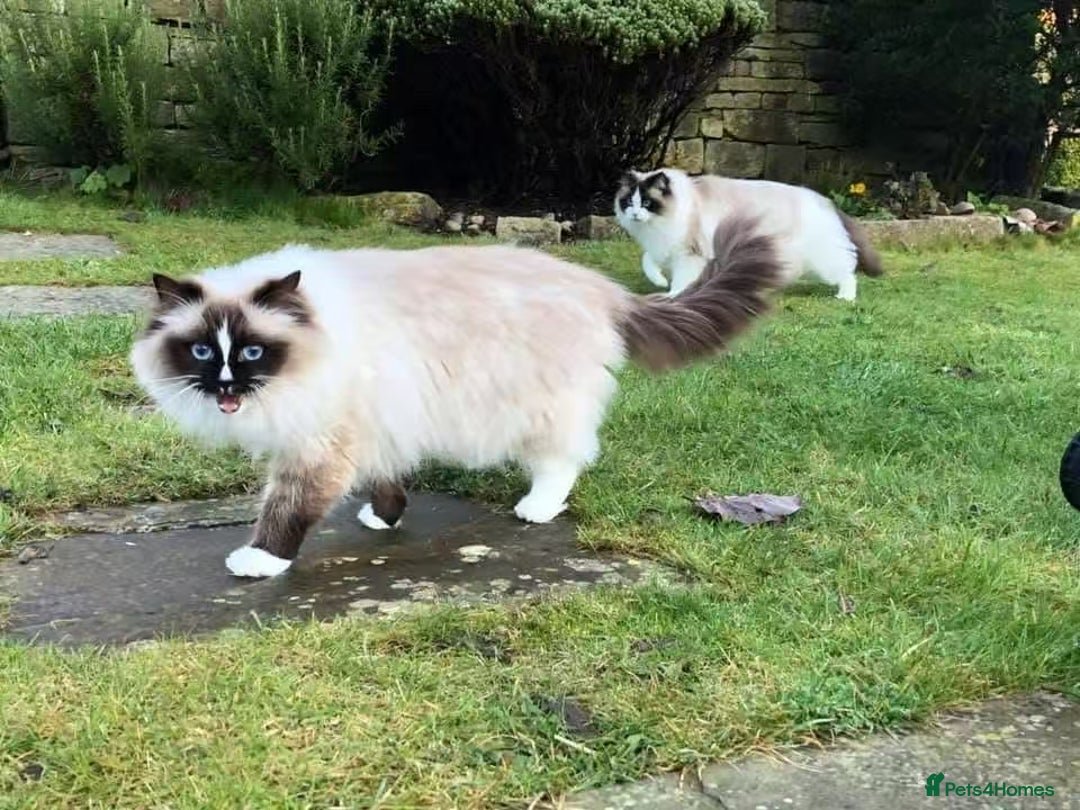 Ragdoll cats for sale: Ragdoll Cats - Looking for New Homes - Image 1