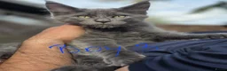 Maine Coon cats for sale: Beautiful main coon  - Advert 5