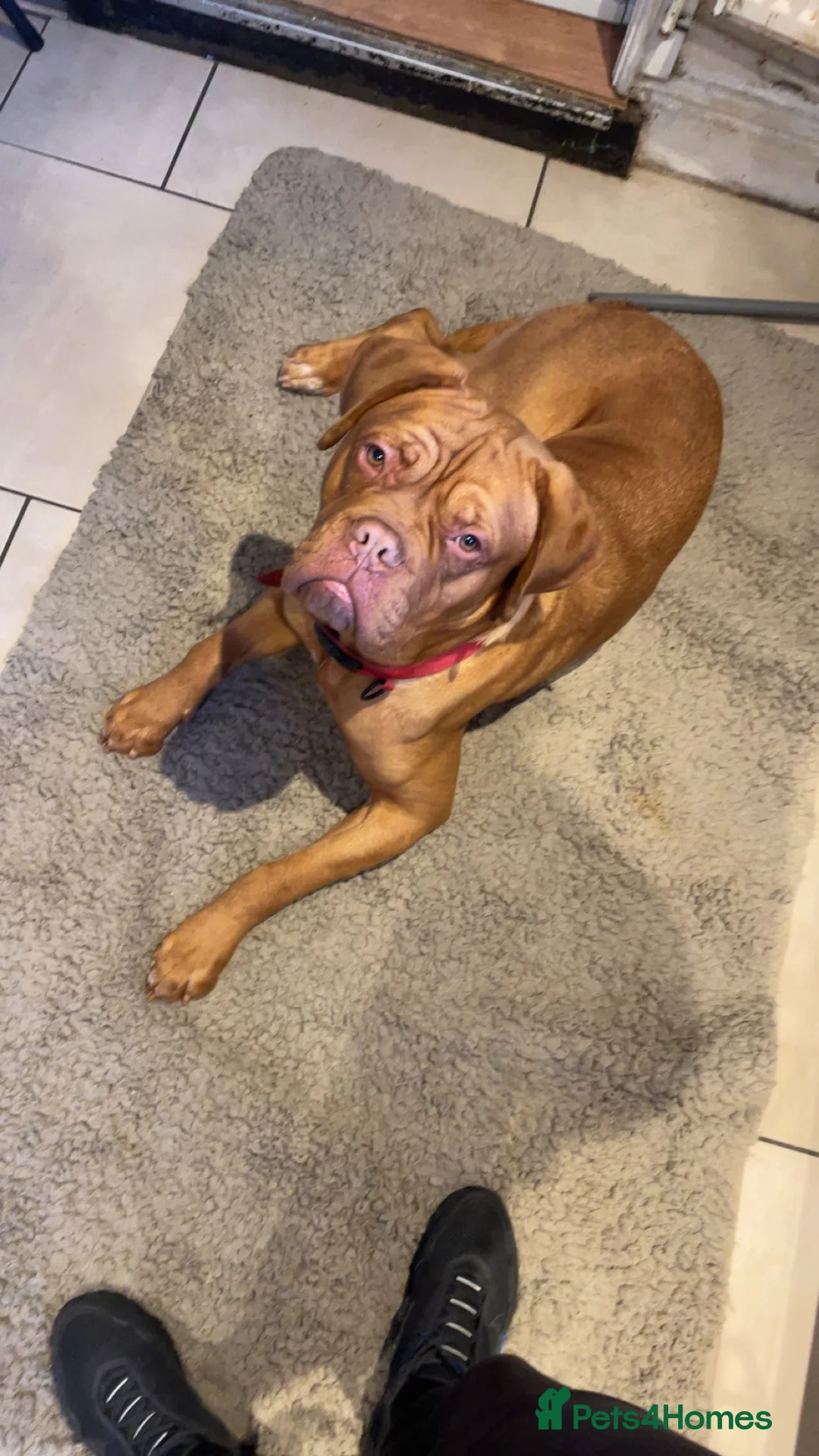Dogue De Bordeaux dogs for sale: Male owner  - Advert 4