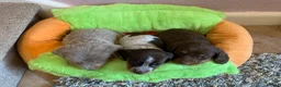 Miniature Dachshund dogs for sale: Just 2 long coat miniature dachshund puppies left - Advert 13