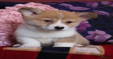 Welsh Corgi Pembroke dogs - Advert 1