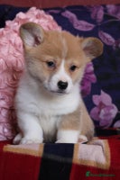 Welsh Corgi Pembroke dogs - Advert 1