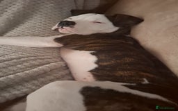 American Bulldog dogs for sale: Male American bulldog 13 week - Image 4