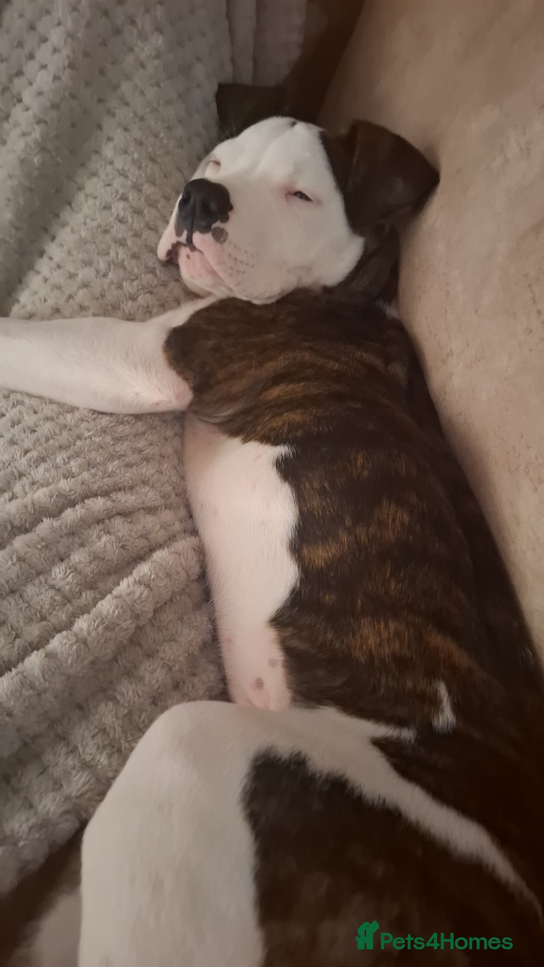 American Bulldog dogs for sale: Male American bulldog 13 week - Image 4