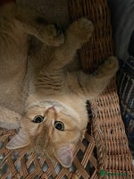 British Shorthair cats beautiful nature Golden BSH boys - Advert 9