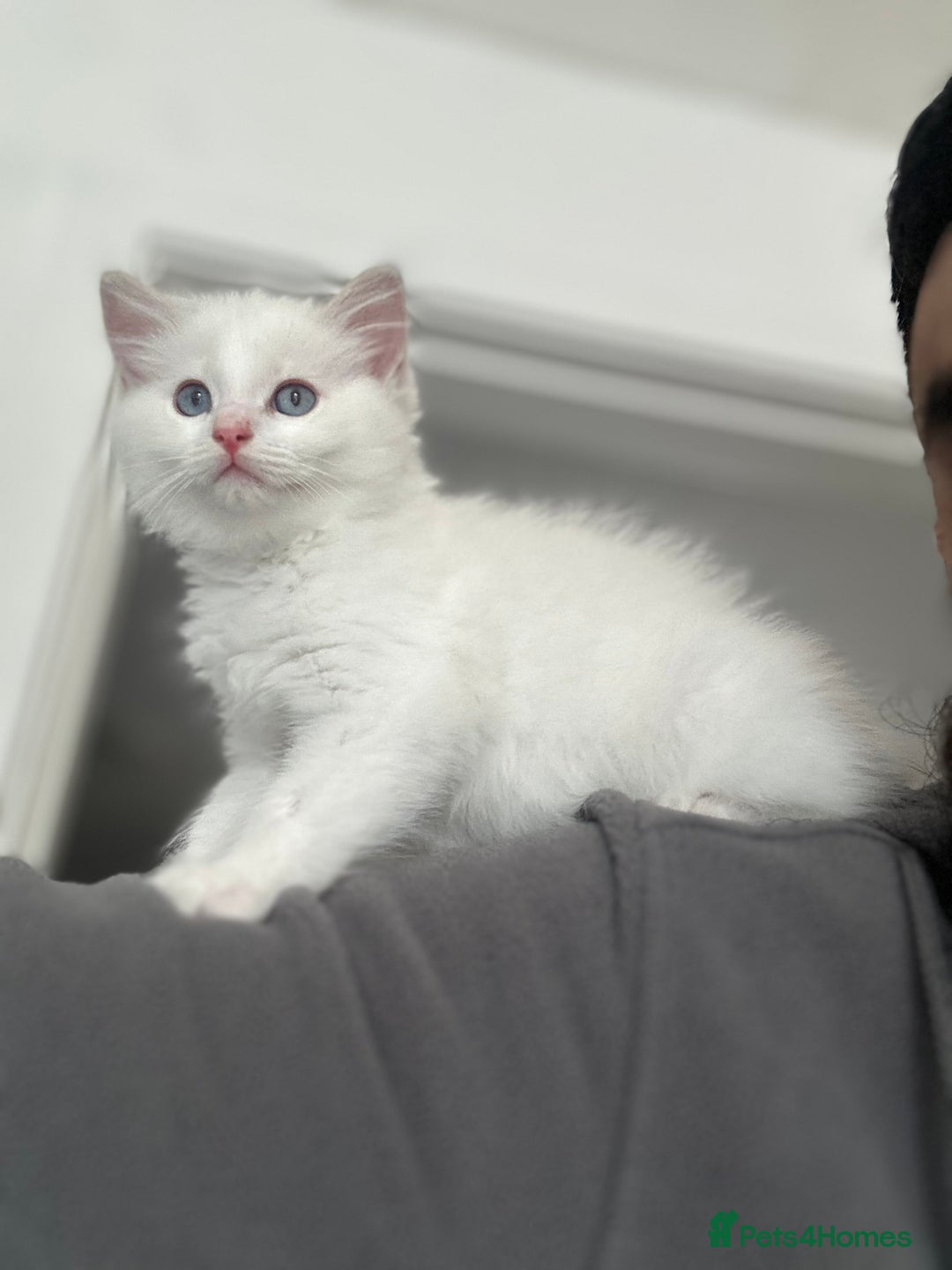 Ragdoll cats for sale: Gorgeous Rare White boy and blue mitted boy  - Image 17